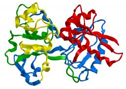 Molecular structure of human serum transferrin - iron-binding blood plasma glycoprotein