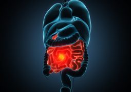 anatomically accurate 3d render illustration